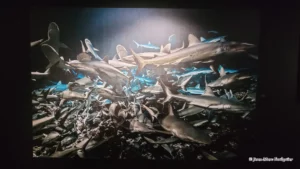 exposition Laurent Ballesta - Mers et mystères à Nice
